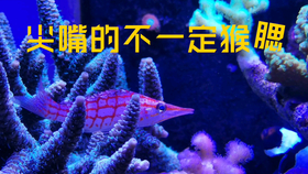 王中王7623了，王中王7623，揭秘背后的故事